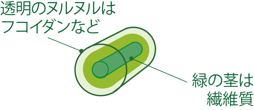 もずくの栄養:もずくには海産物としてナトリウムやカルシウムなどのミネラルが豊富なのはもちろん、ヌメリの成分は、フコイダンやアルギン酸などの食物繊維で、これが体にも良いとされ注目されています。